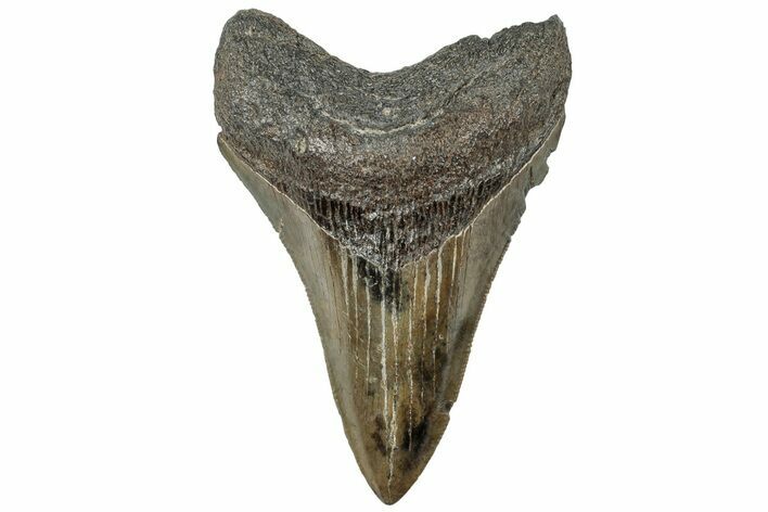 Serrated, Fossil Megalodon Tooth - South Carolina #310058
